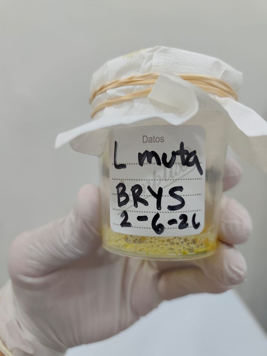 A sealed specimen jar of venom, hand-labelled with species, batch reference and extraction date.