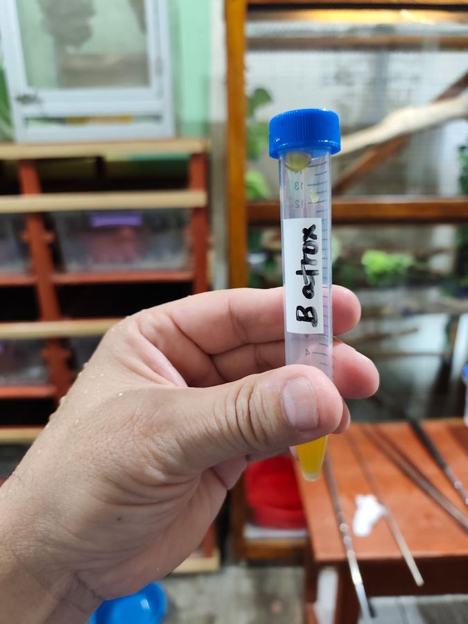 A tube of extracted venom labelled B. atrox.